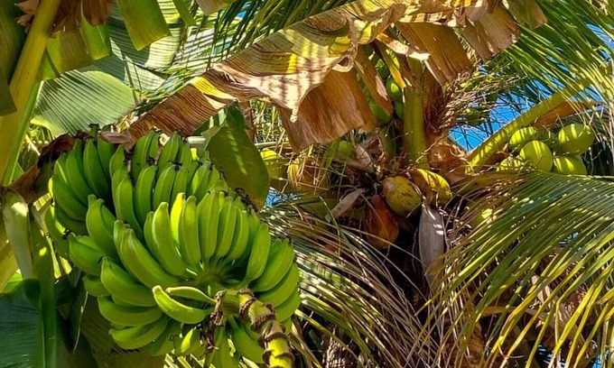 Bosque de Geriba Hotel | Pousada BEM BEM Búzios