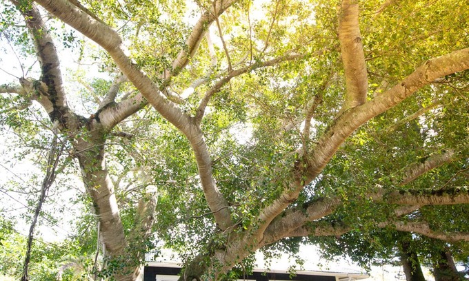 Hawi Casa | Sweeping Ocean Views, Very Private Cottage