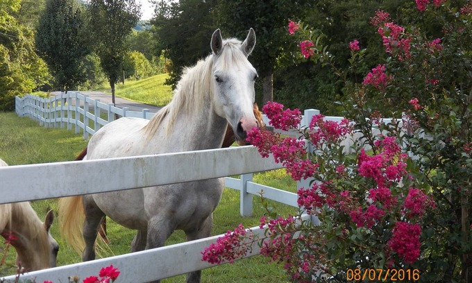 Tellico Plains Casa | T-Lea Farm su Retiro de Vacación de Granja de Caballos de Acre en el este de Tennessee