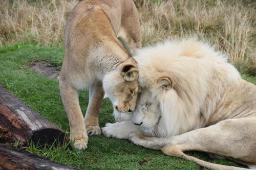 Die Barakke Casa | Tenikwa Wildlife Centre & Spa