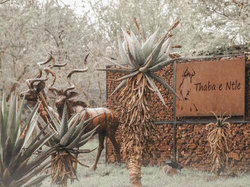 Thabazimbi Otro | Thaba eNtle Private Boutique Game Farm