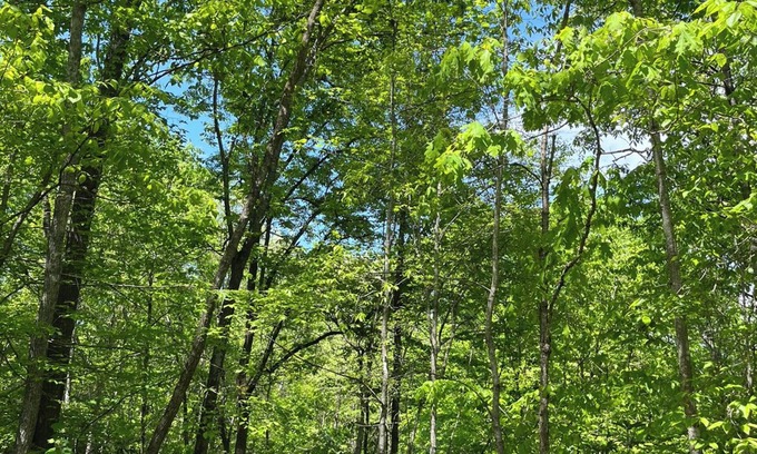 Sylva Casa | Dog friendly Sylva NC Mountain Retreat Near WCU and downtown