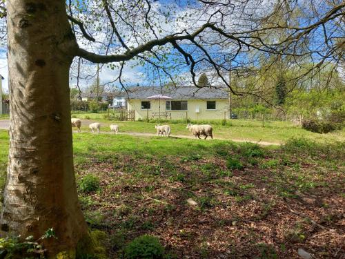 Ruardean Casa | The Bungalow, Forest of Dean