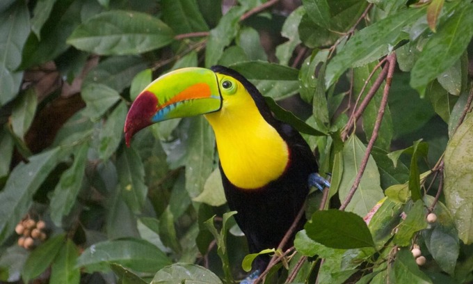 La Ceiba Casa | The Ceiba Tree House. Perfect for families who like Eco Tourism