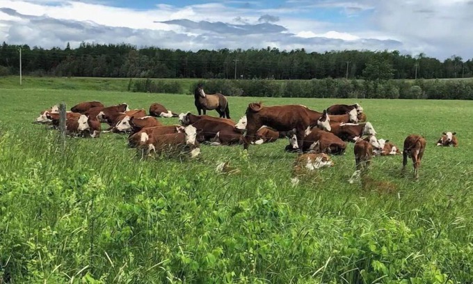 Orr Otro | The Farmhouse at Elm Creek Farms