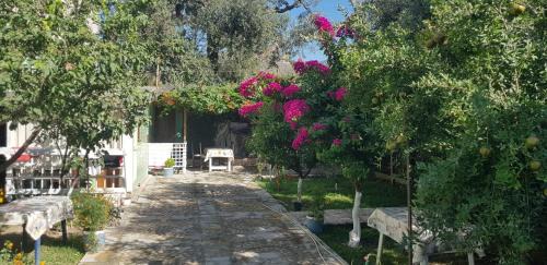 Qazim Pali Casa | The Olive Grove