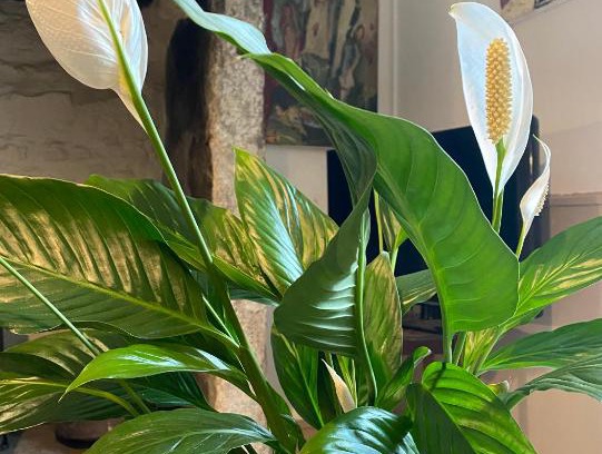 Pendeen Casa | The Painter’s Retreat