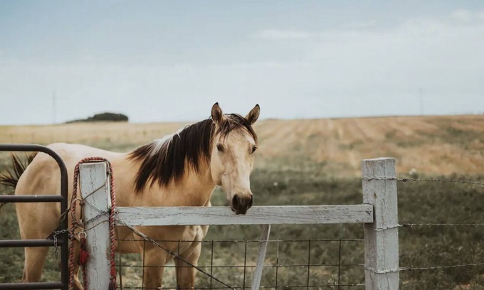 Hudson Otro | The Red Farm House on Colorado Horse Ranch. Country living close to Denver!