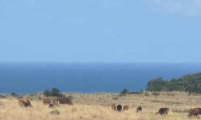 Willowvale Otro | The sunrises above the sea, a stretch of a farm and moving ships in the Ocean