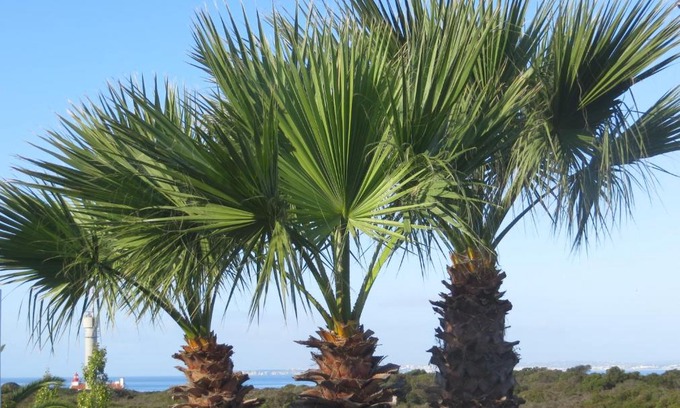Lagoa Apartamento | Three Palms Apartment