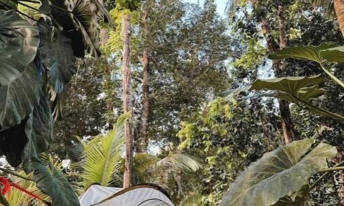 Sabana Alquiler De RV | Tree Camping Tents: Hacienda Monte Rey