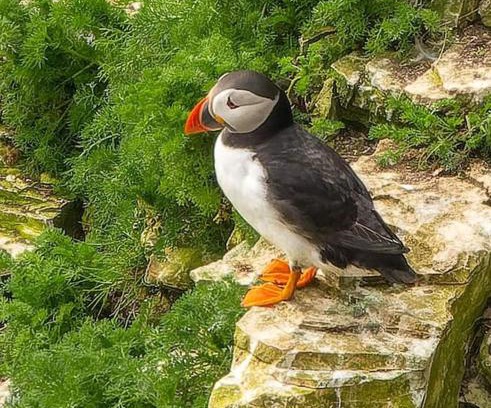 Sewerby Casa | Trinket - The Cliff Top Cottage