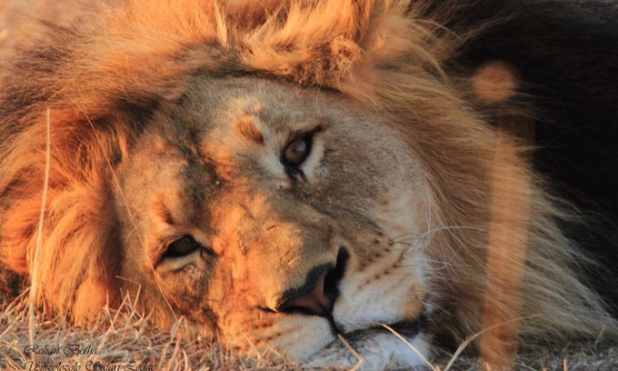 Ladysmith Cabina | Umzolozolo Private Safari Lodge & Spa