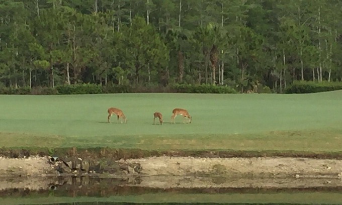 Naples Condominio | ¡Unidad de piso inferior actualizada en la bahía de la herencia !!27 hoyos de campeonato de golf