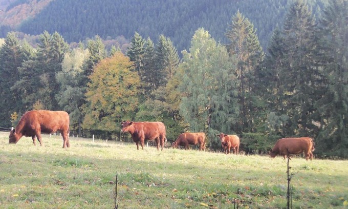 Netphen Apartamento | Urlaub auf dem Bauernhof