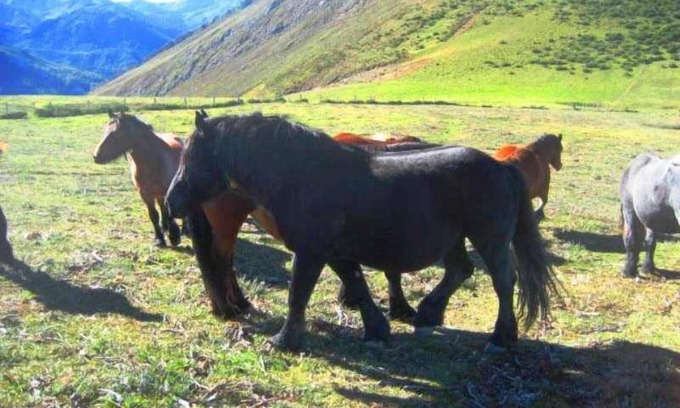 Vigidel Apartamento | Apartamentos Valdecarzana. Braña El Tronco Senda del Oso, a 3 km de San Martin.
