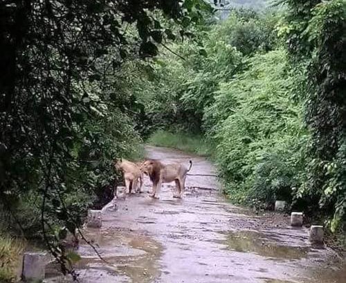 Gir National Park Casa | Van Vagdo Prakruti Nivas