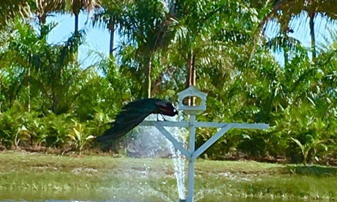 Bokeelia Casa | Very private, 3 decks, a pond with many birds. Island living, access to mainland