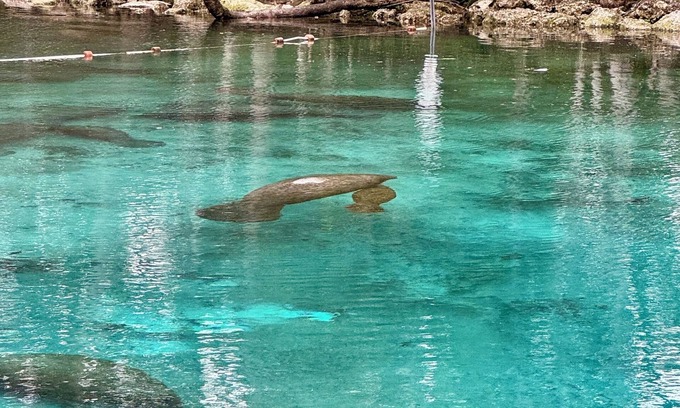 Springs at Kings Bay Condominio | Views of Hunter Spring w/ boat dock. Walk to 3 Sisters Springs and downtown