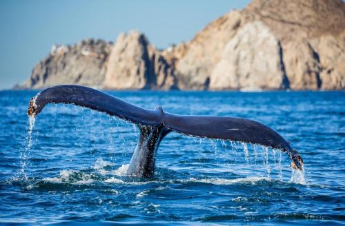 Cabo San Lucas Apartamento | Viva Nautica Solaria 2 BR condo with sea view, 2 pools, hot tub