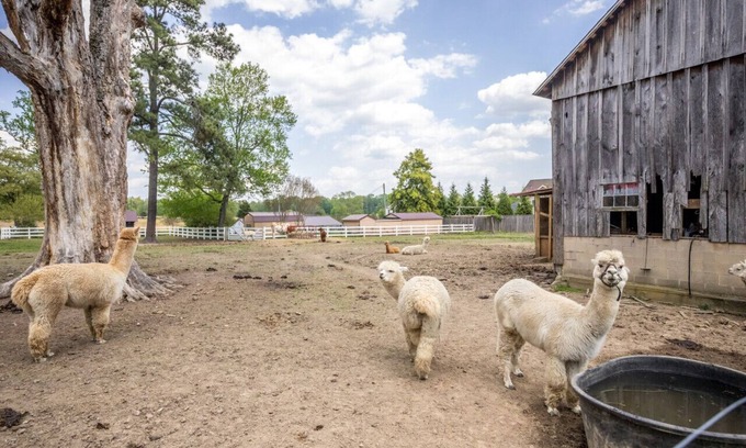 Bel Air Otro | Watch Deer from a Farm Cottage