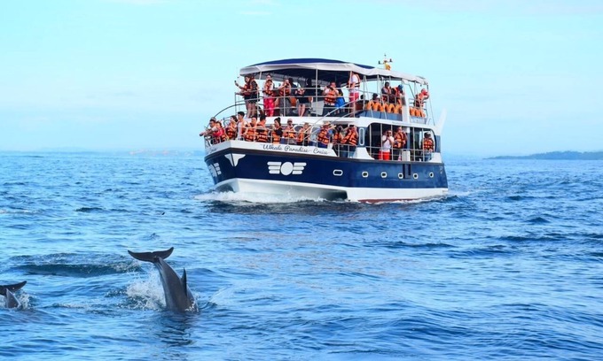 Mirissa Alquiler De Eote | Watch The Real Whale Paradise On Earth