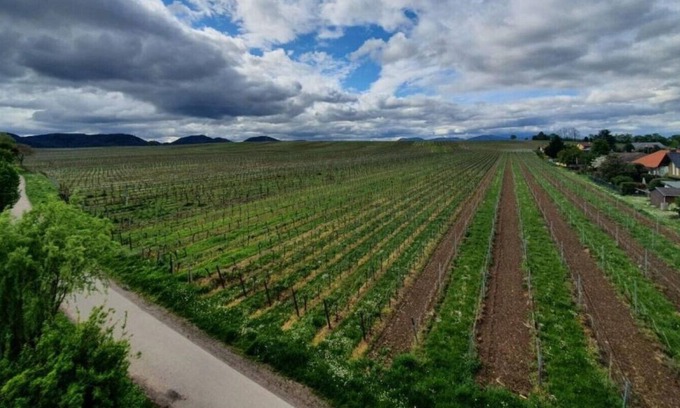 Morzheim Apartamento | An oasis of calm for relaxation, sports or work right next to the vineyard