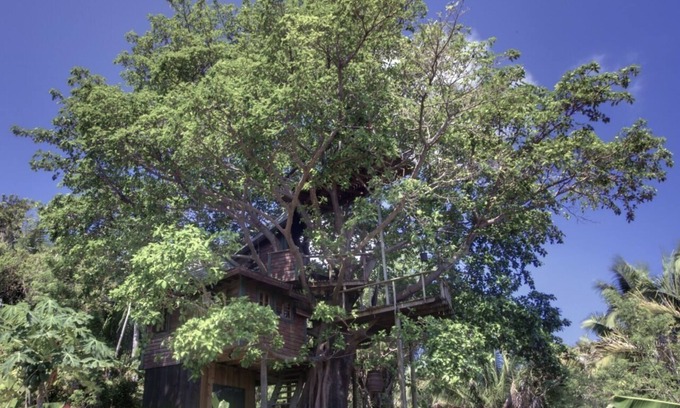 Isla de Utila Casa | ¿Qué haría usted sueño, durmiendo en un árbol? La única casa en el árbol de Utila
