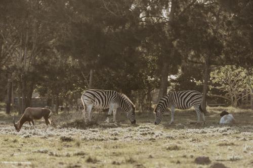 Port Elizabeth Casa | Wild Paradise Farmstay