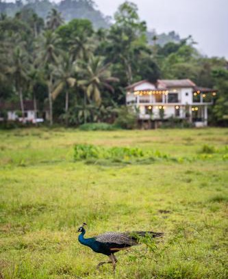 Kotapola Hotel | Wildlife Kingdom - Deniyaya Sinharaja