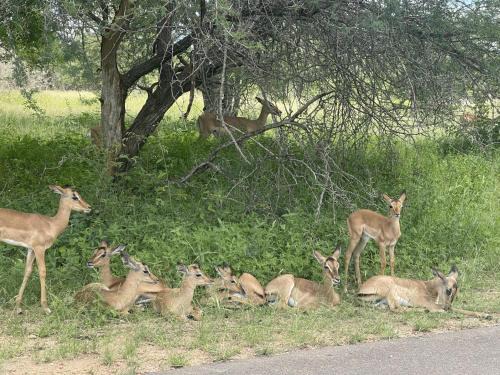 Marloth Park Casa | Wildlife Oasis