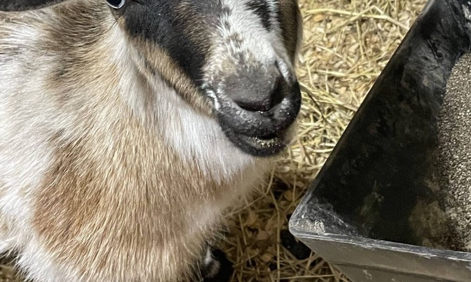 Winchester Otro | Working Dairy Goat Farm - Glamping in RV Camper in Luxury - Deer Hunters Welcome