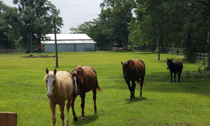 Geneva County Otro | Working Horse Ranch 25 acres. 3/2 1440sf. Close town, beach. stocked Pond. Farm