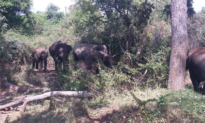 Kataragama Complejo | Yala Big Game Drive with Heina Eco Team