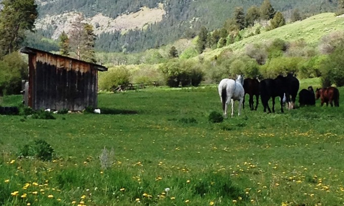 Gardiner Cabina | Yellowstone Park - Cabin On Private Creek, Otros alojamientos, Cerca de actividades