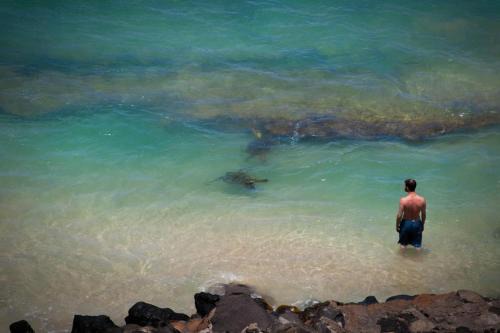 Wailuku Apartamento | Yonegan Central Maui Getaways