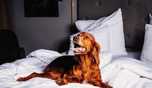 Habitación doble (Pet Friendly)