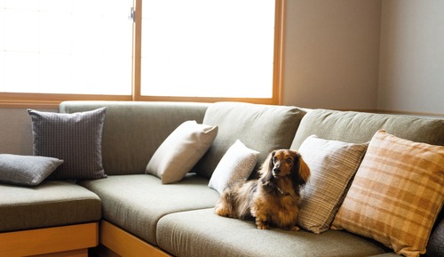 Suite, no fumadores (Dog-friendly, with living room sofa)