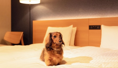 Suite tradicional (Dog friendly)