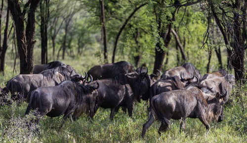 Suite ejecutiva (Safari Experience)