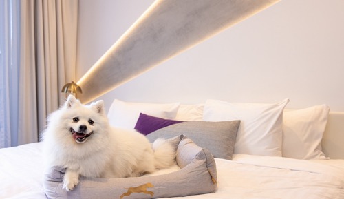 Habitación estándar, 1 cama de matrimonio grande, balcón (Dog Friendly)