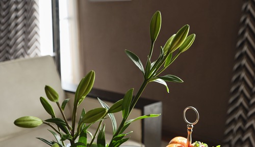 Habitación ejecutiva