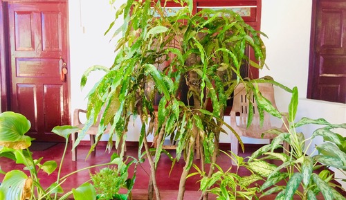 Habitación estándar doble