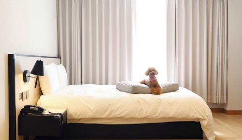 Pet Premium Ondol Room