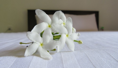 Habitación individual Deluxe, vistas al jardín