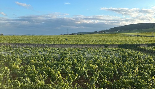 Suite superior, vistas al viñedo