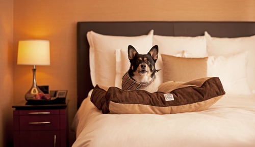 Suite Grand