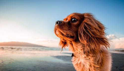 Apartamento (Pet Friendly)