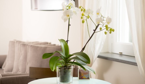 Habitación estándar doble