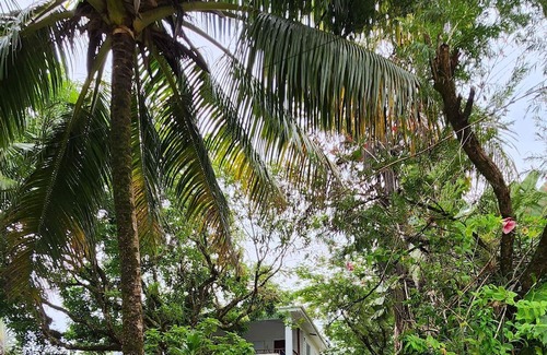 Forest Home Apartamento | Stay, relax and explore in Belize at our tropical oasis by the Caribbean Sea.